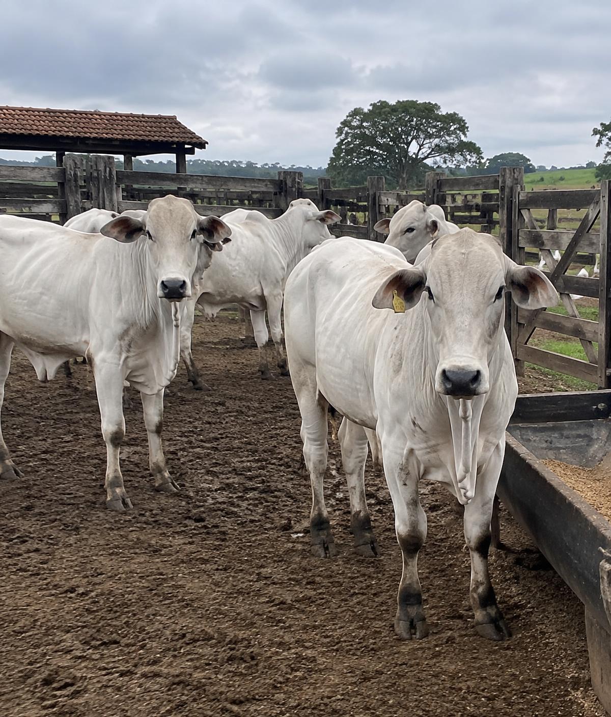 Gado Nelore no curral de uma fazenda
